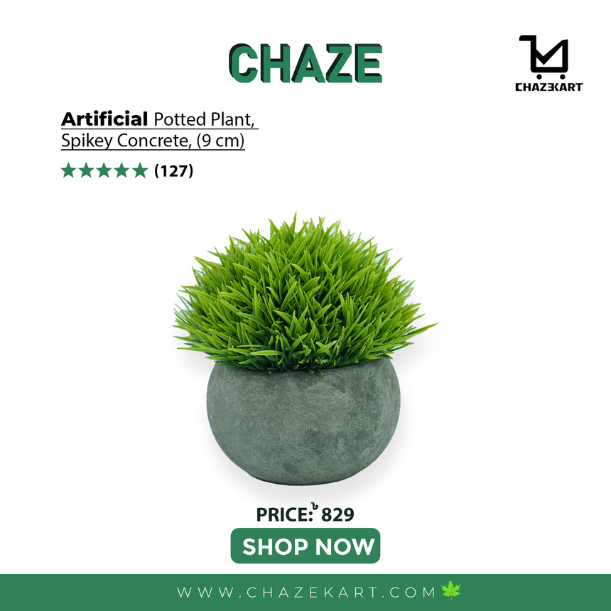 CHAZE Spikey, Concrete, indoor/outdoor Plant 6 cm