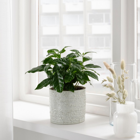 IKEA, CHIAFRON plant pot in/outdoor white 12 cm