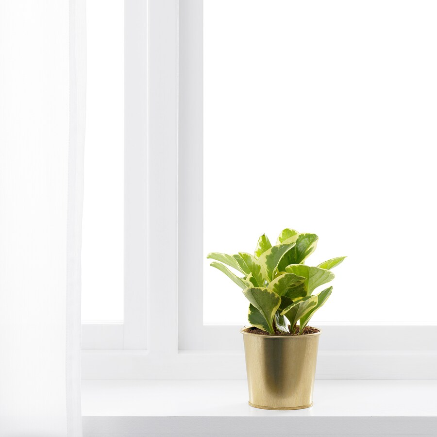 IKEA DAIDAI plant pot brass-colour 9 cm