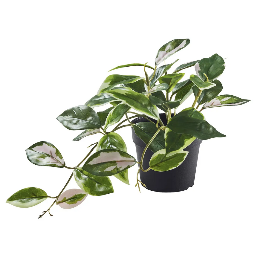 FEJKA artificial potted plant, in/outdoor/Wax plant hanging, 9 cm