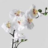 IKEA FEJKA Artificial potted plant, Orchid white, 12 cm