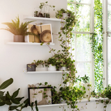 IKEA MALMBACK display shelf, white, 60 cm