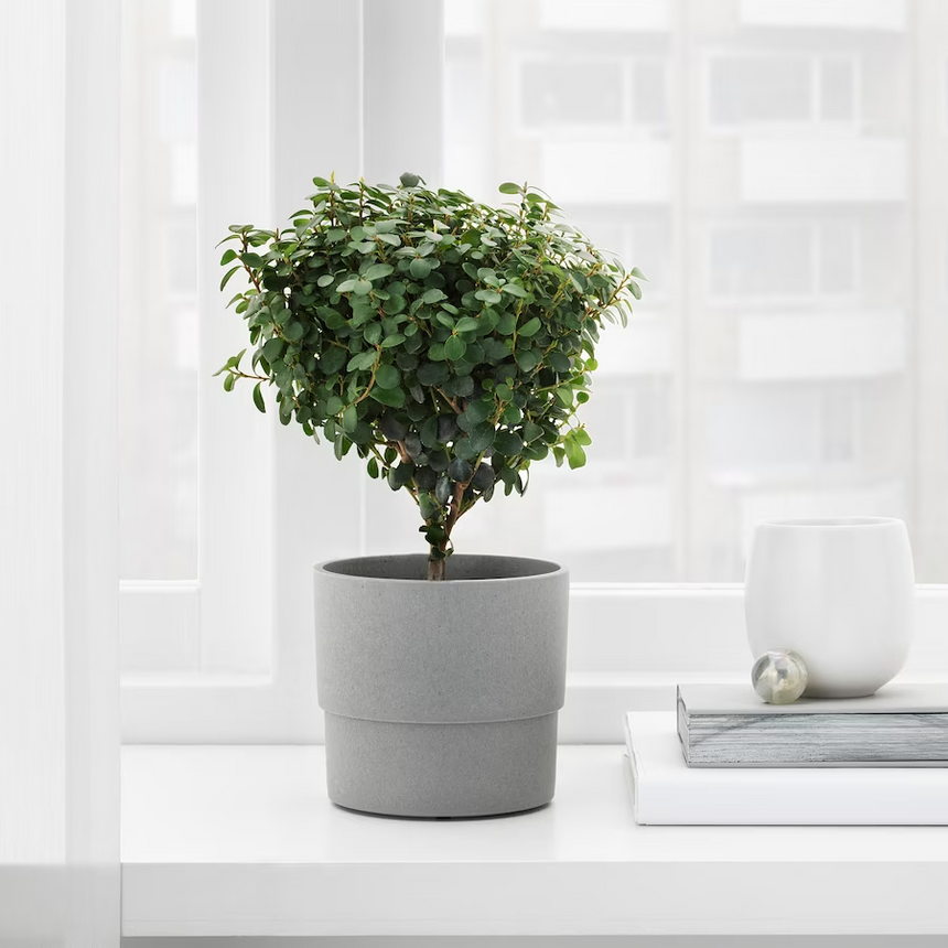 IKEA NYPON Plant pot, in/outdoor grey, 9 cm